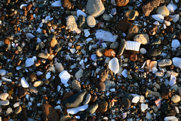 Background made from shells, stones, sand, rapans and mussels. Holiday feeling, sea sand