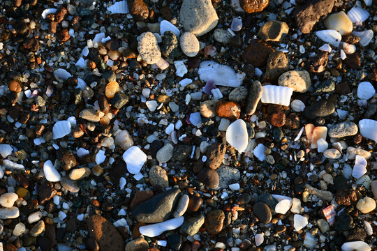 Background made from shells, stones, sand, rapans and mussels. Holiday feeling, sea sand