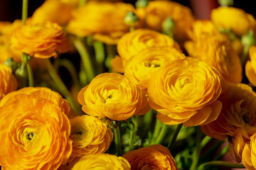 Selective focus of golden yellow flowers Ranunculus asiaticus with green leaves, The Persian buttercup is a species of flowering plants in the family Ranunculaceae, Nature floral background.