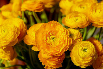 Selective focus of golden yellow flowers Ranunculus asiaticus with green leaves, The Persian...