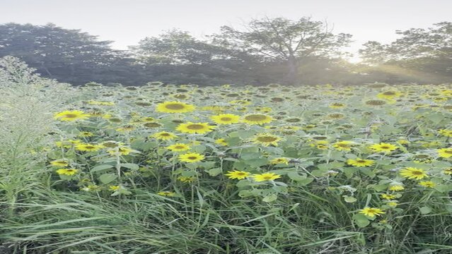 Vertical video of a sunflower field at golden hour in Illinois, sunflower garden care concept