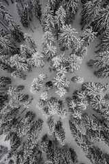 Snow covered trees seen from above in birds perspective.