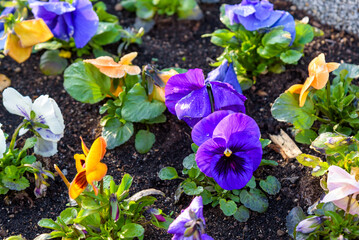 Colorful pansy flowers as natural background