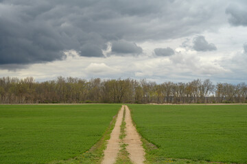 A dirt lane running through bright green wheat fields to a forest of trees a the horizon. The sky is dramatic with clouds after rain and storms. A moody spring day. landscape