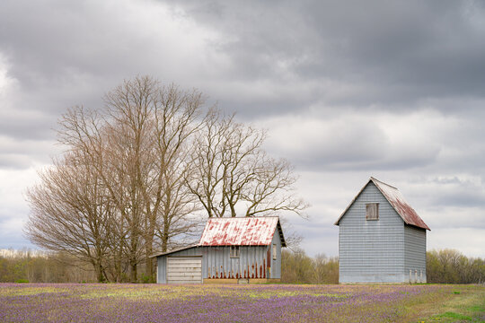 A couple of old barns on a moody, rainy, and stormy day. The field in front has nice purple flowers. There are trees by the barns with a forest in the background. Landscape image