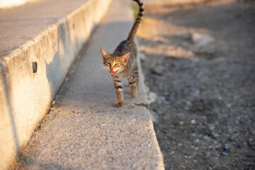 Obraz premium Cute little kitten walking on the beach at sunset. Portrait of a wild cat on the background of the beach.