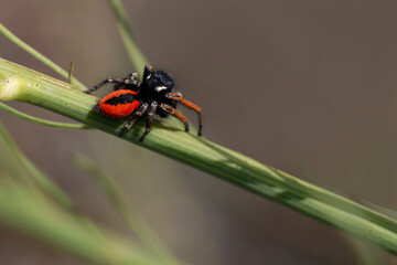 A male umping spider with black and orange colors. Philaeus chrysops. - Powered by Adobe
