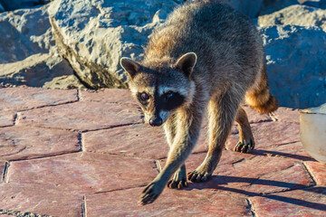 Raccoon on the rocks of Miramar beach in Tampico Madero, Tamaulipas 