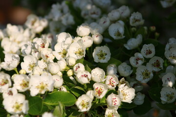 spring background. flower of pear fruit. a tree with white flowers that says spring on it.