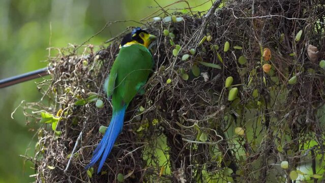 Broad-billed and long-tailed king birds are helping to build a nest