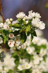 spring background. flower of pear fruit. a tree with white flowers that says spring on it.