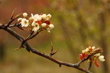 a tree branch with white flowers and a blurry background.