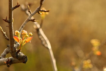 a tree branch with white flowers and a blurry background.