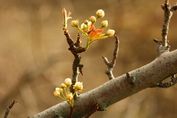 a tree branch with white flowers and a blurry background.