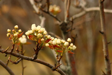 a tree branch with white flowers and a blurry background.