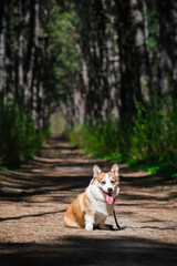 Naklejka na ściany i meble Pembroke Welsh Corgi puppy walks in the forest on a sunny day. He sits with his tongue hanging out. Happy little dog. Concept of care, animal life, health, show