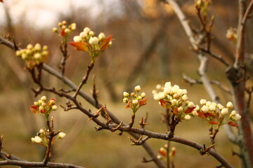 a tree branch with white flowers and a blurry background.