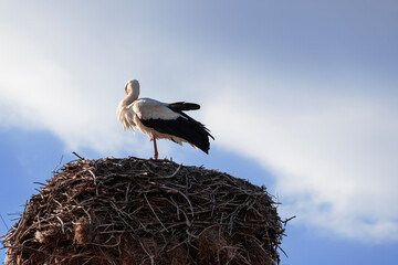 A stork is standing in its big nest