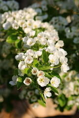 spring background. flower of pear fruit. a tree with white flowers that says spring on it.