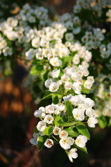 spring background. flower of pear fruit. a tree with white flowers that says spring on it.