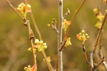 a tree branch with white flowers and a blurry background.