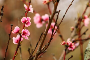 spring background. flower of peach fruit. a tree with pink flowers that are blooming