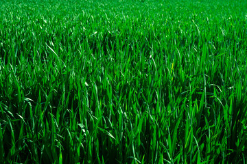 Grass green texture background