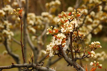 a tree branch with white flowers and a blurry background.