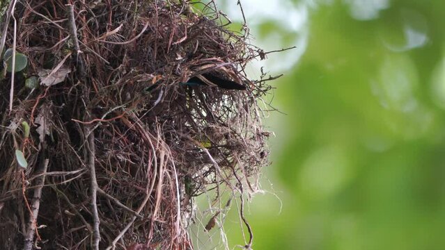 Broad-billed and long-tailed king birds are helping to build a nest