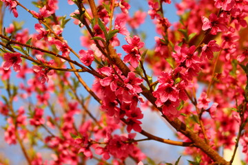 spring background. flower of peach fruit. a tree with pink flowers that are blooming