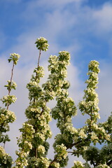 spring background. flower of pear fruit. a tree with white flowers that says spring on it.
