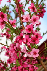 spring background. flower of peach fruit. a tree with pink flowers that are blooming