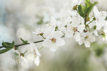 Spring blossom background. Beautiful nature scene with blooming tree on sunny day. Spring flowers