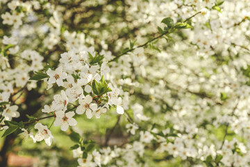 Fototapeta premium Spring blossom background. Beautiful nature scene with blooming tree on sunny day. Spring flowers