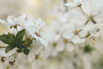 Spring blossom background. Beautiful nature scene with blooming tree on sunny day. Spring flowers