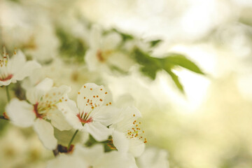 Spring blossom background. Beautiful nature scene with blooming tree on sunny day. Spring flowers