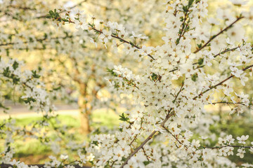 Spring blossom background. Beautiful nature scene with blooming tree on sunny day. Spring flowers