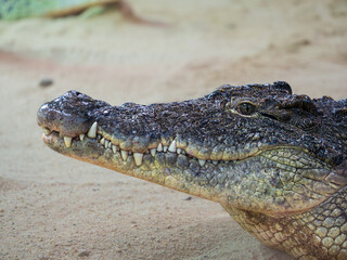 Fototapeta premium Cocodrilo del Nilo