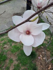 Macro top view of blooming light rose magnolia flower