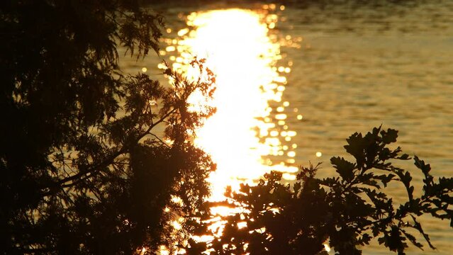 Camera movement, romantic view of oak branches near lake, water like fire during epic sun set golden hour in the Island. Gentle golden light glow, romantic ambiance. Sunset dusk. Charming of evening