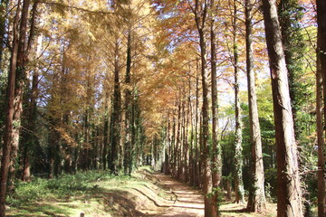 福岡県築上町のメタセの杜