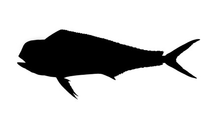 Young Mahi mahi or dolphin fish isolated on white. Realistic illustration of mahi mahi or dolphin fish isolated on white background. Side view Flat silhouette Png. - 782576470