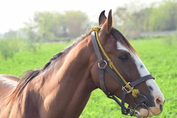 portrait of a horse