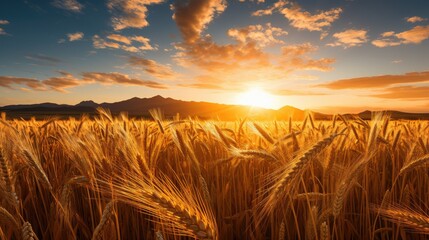 a field of wheat with the sun setting behind it - obrazy, fototapety, plakaty