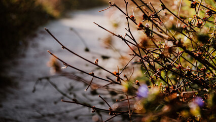 grass in the morning