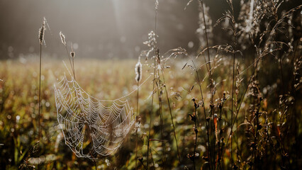 spider web on the grass