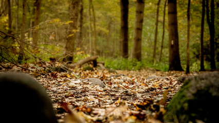 autumn leaves on the ground
