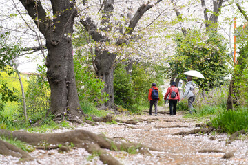 桜並木を観賞しながら歩く高齢者