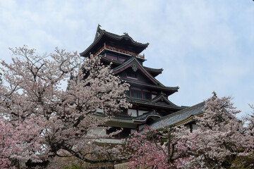 Naklejka premium 伏見桃山城の桜
