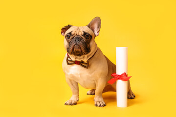 Fototapeta premium Cute French Bulldog in bow tie with diploma on yellow background